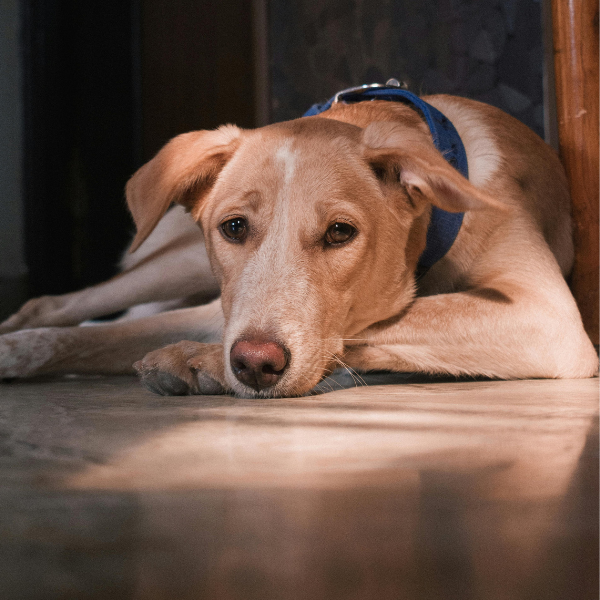 Signs Your Pet Is Uncomfortable at Home