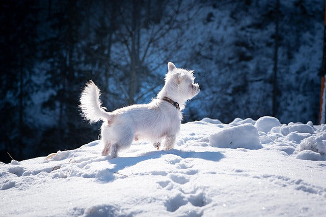Best Winter Pet Products for Dogs and Cats: 8 Cold-Weather Essentials